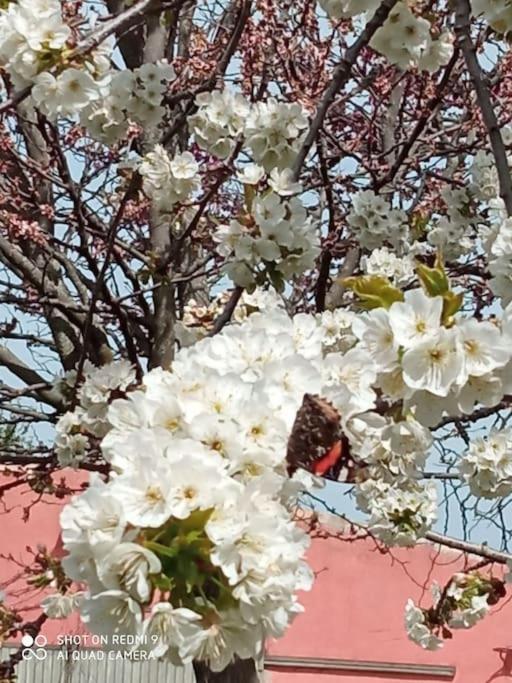 Finca Denunez Villa La Mata  Bagian luar foto